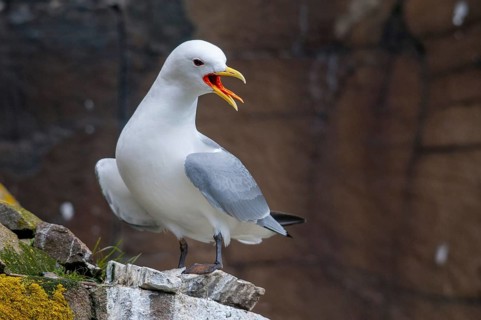Black-legged Kittiwake, Black-legged Kittiwake, Norway, Rissa Tridactyla, Varanger, Birds,
