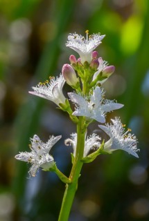 Bitter clover, fever clover, menyanthaceae, menyanthes trifoliata, marsh bitter clover, water