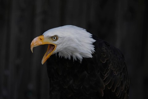 Portrait of a bald eagle with its beak open against a dark background, bald eagle (Haliaeetus