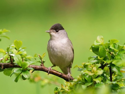 Blackcap (Sylvia atricapilla), male sitting on a blackthorn branch (Prunus spinosa), Solms, Hesse,