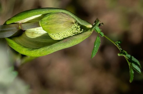 Angelica sylvestris, angelica, wild angelica, wild breastroot, flora, plants, plants, wild angelica