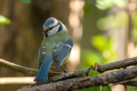 Blue tit, parus caeruleus, birds, spring, tits, passeri, songbirds, songbirds, jump, tits, birds