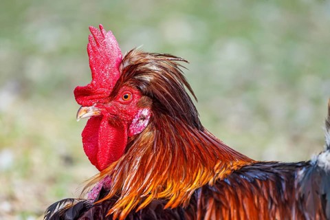 Chickens and a rooster on a poultry pasture with an outlet. St. Johann, Baden-Württemberg, Germany