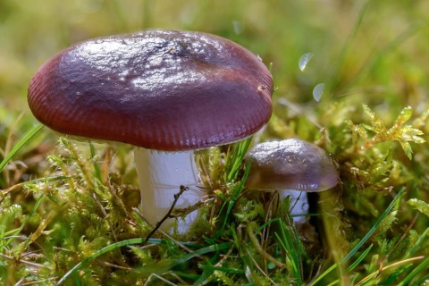 Humpback hen, Russula caerula, fungi, fungus, humpback brittlegill, mushrooms