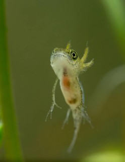 Great crested newt, crested newt, northern crested newt, Triturus cristatus, amphibians,