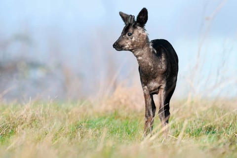 European roe deer (Capreolus capreolus), black roe deer, roebuck with velvet antlers, Lower Saxony,