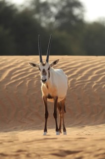 An oryx stands facing the camera on a sand dune, surrounded by sparse vegetation and desert sand,