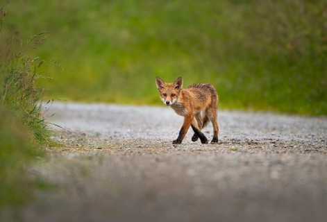 Red fox (Vulpes vulpes), young, Zurich, Switzerland