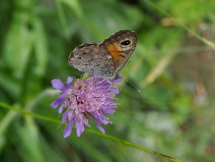 A brown-eyed hawk-moth (Lasiommata maera) perches on a purple flower surrounded by green