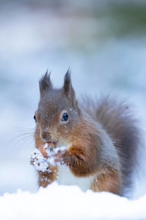 Red squirrel (Sciurus vulgaris) adult animal eating a hazel nut in snow in winter, England, United