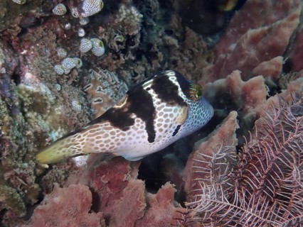 A patterned pufferfish, the saddle-spotted pufferfish (Canthigaster valentini), swimming amongst