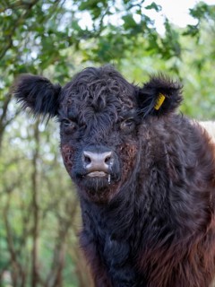 Artiodactyla, belted galloway, belties, bos taurus sspec.5, cattle, even-toed ungulate, galloway