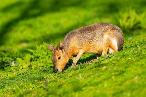 Greater capybara (Hydrochoerus hydrochaeris) on a meadow, Germany