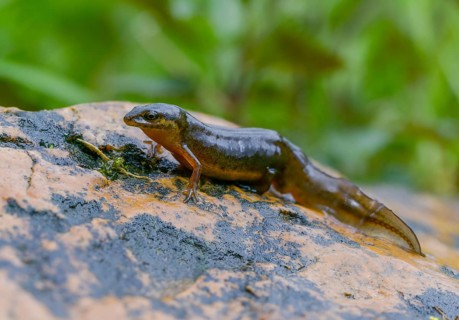 Lissotriton vulgaris, smooth newt, triturus vulgaris, amphibians, amphibians, country traditional