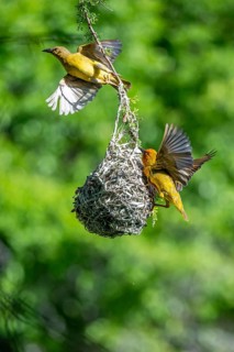Male and female Cape Weaver Bird (Ploceus capensis) at its nest, Addo Elephant Park, South Africa