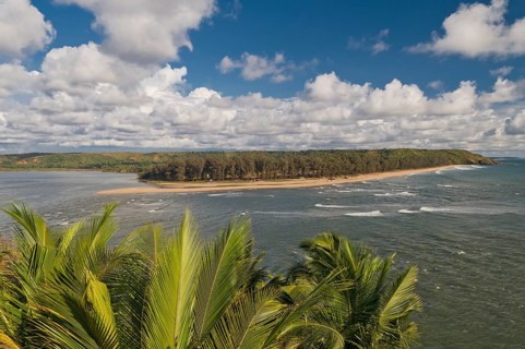 View of palm trees on the northernmost stretch of beach of Goa, Terekol, Goa, South India, India