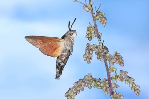 Star-tailed Swallowtail (Macroglossum stellatarum), in flight, high-speed nature photograph,