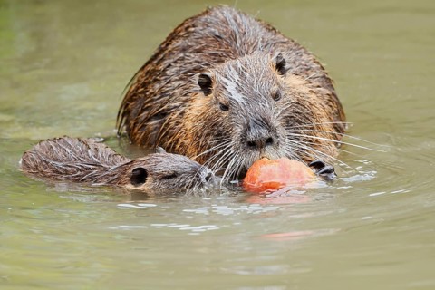 Nutria or swamp beaver (Myocastor coypus), a female and her young eating an apple in the water,