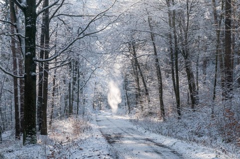 Tree, trees, landscape, snow, tree, forest, winter, wood