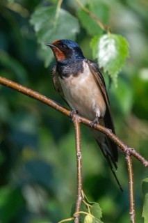 Hirundo rustica, barn swallow, birds, high size, portrait format, passeri, swallows, songbirds,