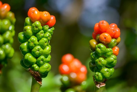 Araceae, Arum Maculatum, Spotted Arum Rod, Adder's Root, Arum Lily, Berries, Flora, Fruit, Plants,