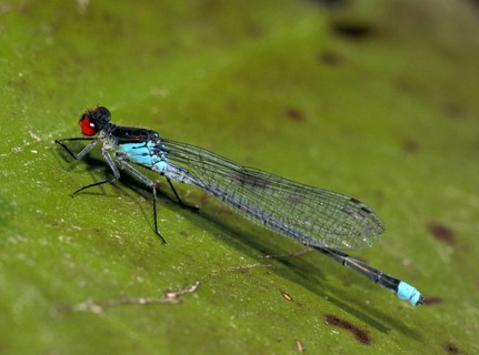 Erythromma Najas, large pomegranate eye, red-eyed damselfly, damselflies, dragonflies, insects,
