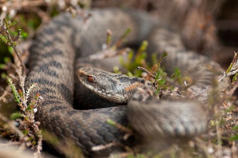 European adder, European viper, venomous snake, vipera berus, critters, poisonous reptilia,