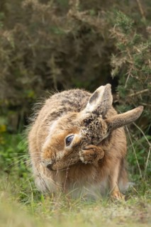 European brown hare (Lepus europaeus) adult animal scrathing its head, England, United Kingdom
