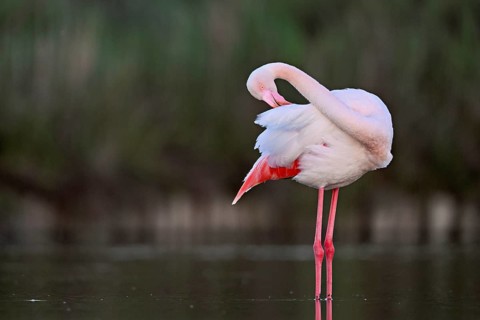 Pink flamingo (Phoenicopterus roseus), standing in the water preening its plumage, Camargue