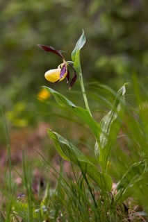 Cypripedium calceolus, lady's slipper orchid, orchidaceae, orchids, orchid plants, flora, high