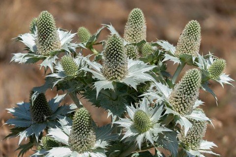 Apiaceae, umbels, ivory man litter, ivory thistle, eryngium giganteum, Miss Willmott's Ghost,