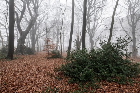 Beech forest (Fagus sylvatica) in the fog, Emsland, Lower Saxony, Germany