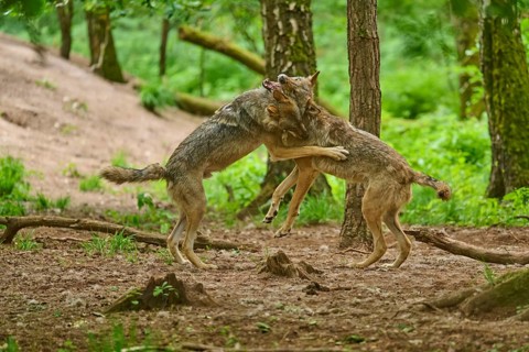 Wolves are playfully wrestling in the forest, clinging tightly to one another, summer, wolf (Canis