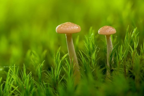 Clitocybe diatreta, meatfallow funnel, fungi, fungus, mushrooms, very young