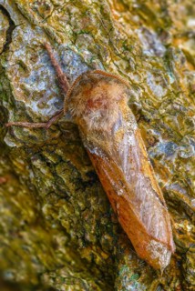 Ampfer root drill, hepialus sylvina, mallow root spinner, orange swift, triodia sylvina, root