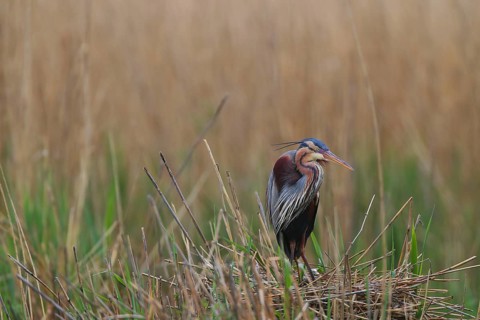 Heron on a nest in the reeds, head slightly tilted, purple heron (Ardea purpurea), in the nest,