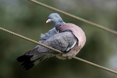 Columba palumbus, woodpigeon, birds, columbidae, doves, plumage care, preening, pigeons, birds