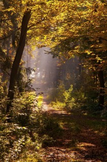 Beech plants, fagaceae, fagus sylvatica, Germany, Greiz, European beech, Thuringia, old wood,