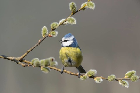 Blue tit, parus caeruleus, birds, spring, tits, passeri, songbirds, songbirds, jump, tits, birds