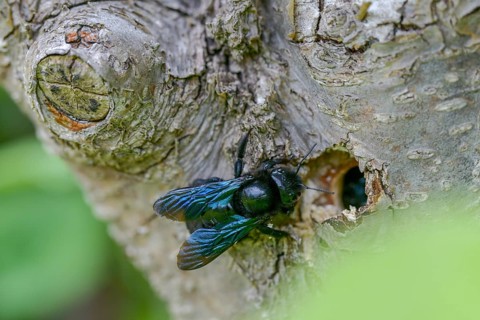 Apidae, bees, blue wood bee, large wood bee, hymenoptera, violet-winged wood bee, xylocopa
