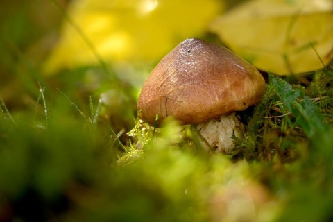 Butter bolete, butter mushroom, slippery jack, suillus luteus, fungi, fungus, mushrooms