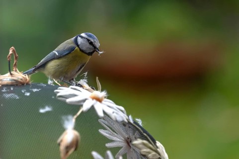 Blue tit (Cyanistes caeruleus) plucking at an artificial flower, Bavaria, Germany