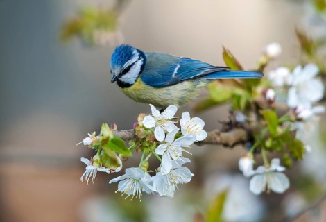 Blue tit, parus caeruleus, birds, spring, meadow orchard, tits, passeri, songbirds, songbirds,