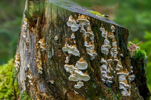 Antrodia serialis, Neoantrodia serialis, Polyporus callosus, Polyporus serialis, rowed brown rot,