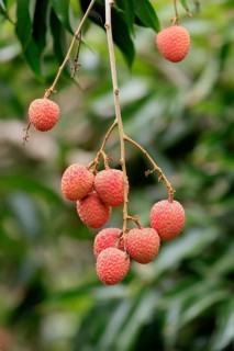 Lychee tree (Litchi chinensis), lychee tree, fruit, ripe, on the tree, Monzi, KwaZulu-Natal, South