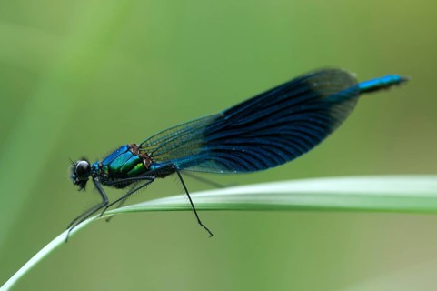Banded demoiselle, calopteryx splendens, banded dragonfly, damselflies, dragonflies, insects,