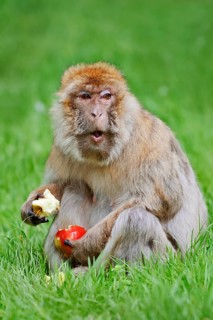 Barbary macaque or magot (Macaca sylvanus), female sits in a meadow and eats an apple, found in