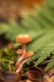 Agaricus prolixus, clitocybe distorta, collybia distorta, collybia prolixa, rose-stalked rosacea,