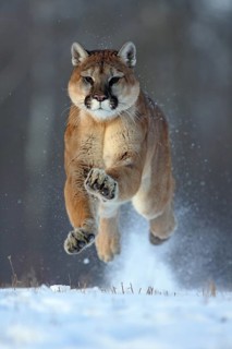 Cougar (Felis concolor), Minnesota, USA: A Cougar leaps energetically through the deep snow
