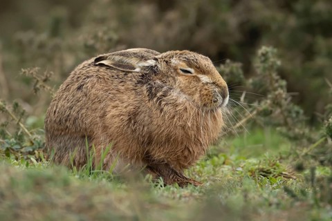 European brown hare (Lepus europaeus) adult animal sleeping in grassland, England, United Kingdom